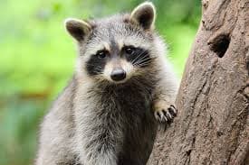 Intervention pour raton laveur et moufette